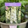 Delphinium 'Delgenius Neva' 3Ltr Pot 2 Delphinium 'Delgenius Neva' 3Ltr Pot -Cheap Shrub And Spray Store 5021768164310