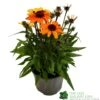 Echinacea 'Sunseekers Clementine' 3Ltr Pot -Cheap Shrub And Spray Store 5021768164761