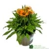 Echinacea 'Prima Saffron' 3Ltr Pot -Cheap Shrub And Spray Store 5021768165874