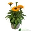 Echinacea 'Sunseekers Mineola' 3Ltr Pot -Cheap Shrub And Spray Store 5021768177716
