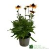 Echnacea 'Parrot' 3Ltr Pot 2 Echnacea 'Parrot' 3Ltr Pot -Cheap Shrub And Spray Store 5021768183823