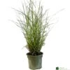 Miscanthus 'Sunlit Satin' 3Ltr Pot 1 Miscanthus 'Sunlit Satin' 3Ltr Pot -Cheap Shrub And Spray Store 5021768185056