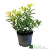 Pieris 'Flaming Silver' 2Ltr Pot (NL)