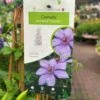 Clematis 'Bernadine' Climber 3Ltr Pot 1 Clematis 'Bernadine' Climber 3Ltr Pot -Cheap Shrub And Spray Store 5025338000046