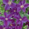 Clematis 'Star Of India' Climber 3 Ltr Pot 1 Clematis 'Star Of India' Climber 3 Ltr Pot -Cheap Shrub And Spray Store 5025338001418