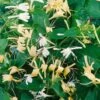Lonicera Japonica 'Halliana' Honeysuckle Climbing Plant 3Ltr Pot -Cheap Shrub And Spray Store 5025338002194