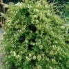 Honeysuckle 'Halls Prolific' Lonicera Japonica Climber 3Ltr Pot -Cheap Shrub And Spray Store 5025338002200