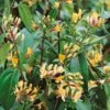 Lonicera Japonica 'Copper Beauty' 3Ltr Pot 1 Lonicera Japonica 'Copper Beauty' 3Ltr Pot -Cheap Shrub And Spray Store 5025338005850