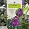 Clematis 'Night Veil' Climber 3Ltr Pot -Cheap Shrub And Spray Store 5025338009056