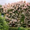 David Austin 'Phyllis Bide'Apricot Pink Rambling Rose 6Ltr Pot -Cheap Shrub And Spray Store 5031825004060