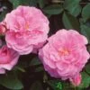 David Austin 'The Mayflower' Pink English Rose 6Ltr Pot -Cheap Shrub And Spray Store 5031825012904
