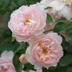 David Austin 'Gentle Hermione' Pink English Rose 6Ltr Pot -Cheap Shrub And Spray Store 5031825016971 3