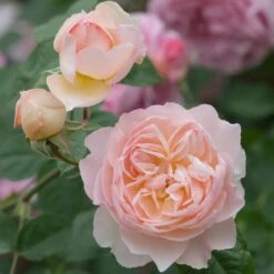 David Austin 'Gentle Hermione' Pink English Rose 6Ltr Pot -Cheap Shrub And Spray Store 5031825016971 4