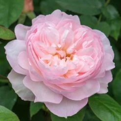 David Austin 'Gentle Hermione' Pink English Rose 6Ltr Pot -Cheap Shrub And Spray Store 5031825016971 5