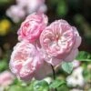 David Austin 'Gentle Hermione' Pink English Rose 6Ltr Pot -Cheap Shrub And Spray Store 5031825016971 70f7597d 3b22 4ad1 86f0 fafd32a8e6d9
