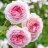 David Austin 'James Galway' Light Pink English Climbing Rose 6Ltr Pot -Cheap Shrub And Spray Store 5031825017275