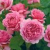 David Austin 'Princess Alexandra Of Kent' Bright Pink English Shrub Rose Plant 6Ltr Pot -Cheap Shrub And Spray Store 5031825018364