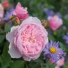 David Austin 'Wisley 2008' English Shrub Rose6Ltr Pot -Cheap Shrub And Spray Store 5031825019019 f6461d5d 6d5f 4fd9 9f1d 772244bc6bfa