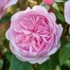 David Austin 'Olivia Rose Austin' Mid Pink English Rose 6Ltr Pot 1 David Austin 'Olivia Rose Austin' Mid Pink English Rose 6Ltr Pot -Cheap Shrub And Spray Store 5031825021081