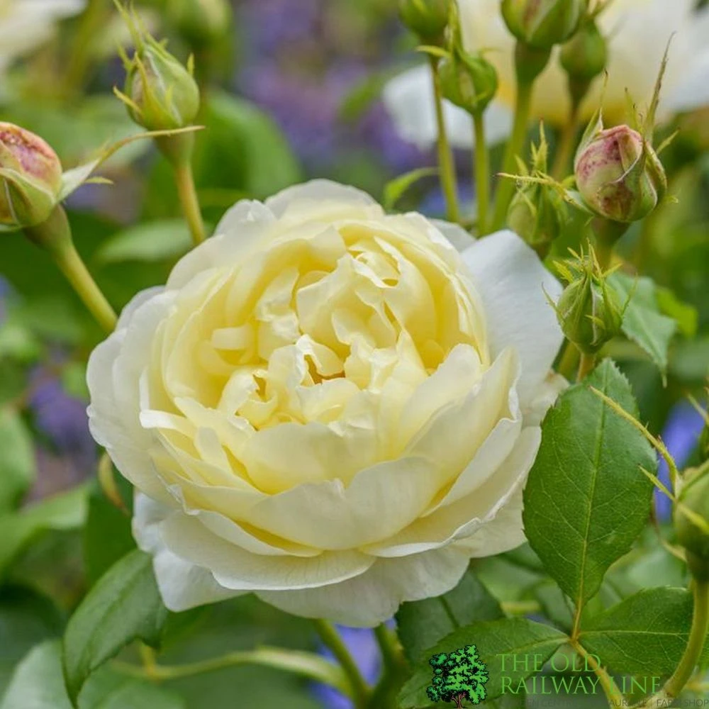 David Austin 'Vanessa Bell' Pale Yellow English Rose 6Ltr Pot 3 David Austin 'Vanessa Bell' Pale Yellow English Rose 6Ltr Pot