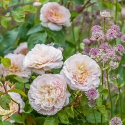 David Austin 'Emily Brontë' Pink English Rose 6Ltr Pot -Cheap Shrub And Spray Store 5031825021869 3 9b7506c8 1c1e 4c44 9a3b 79c60ca6b933