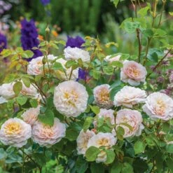 David Austin 'Emily Brontë' Pink English Rose 6Ltr Pot -Cheap Shrub And Spray Store 5031825021869 5 fbe9841b df99 4482 a9d2 8bfe3d7a6101