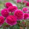 David Austin 'Gabriel Oak' Pink English Shrub Rose 6 Ltr Pot -Cheap Shrub And Spray Store 5031825021999