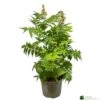 Sorbaria 'Sem' 3ltr Pot -Cheap Shrub And Spray Store 5050704086607