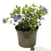 Vinca Minor 'Ralph Shugart' Plant 2Ltr Pot -Cheap Shrub And Spray Store 5050704147971