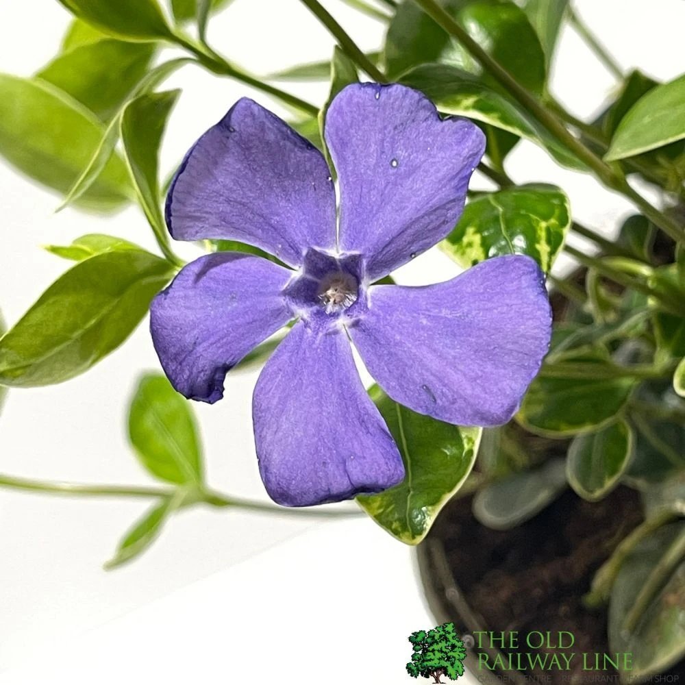 Vinca Minor 'Ralph Shugart' Plant 2Ltr Pot 4 Vinca Minor 'Ralph Shugart' Plant 2Ltr Pot - Image 2