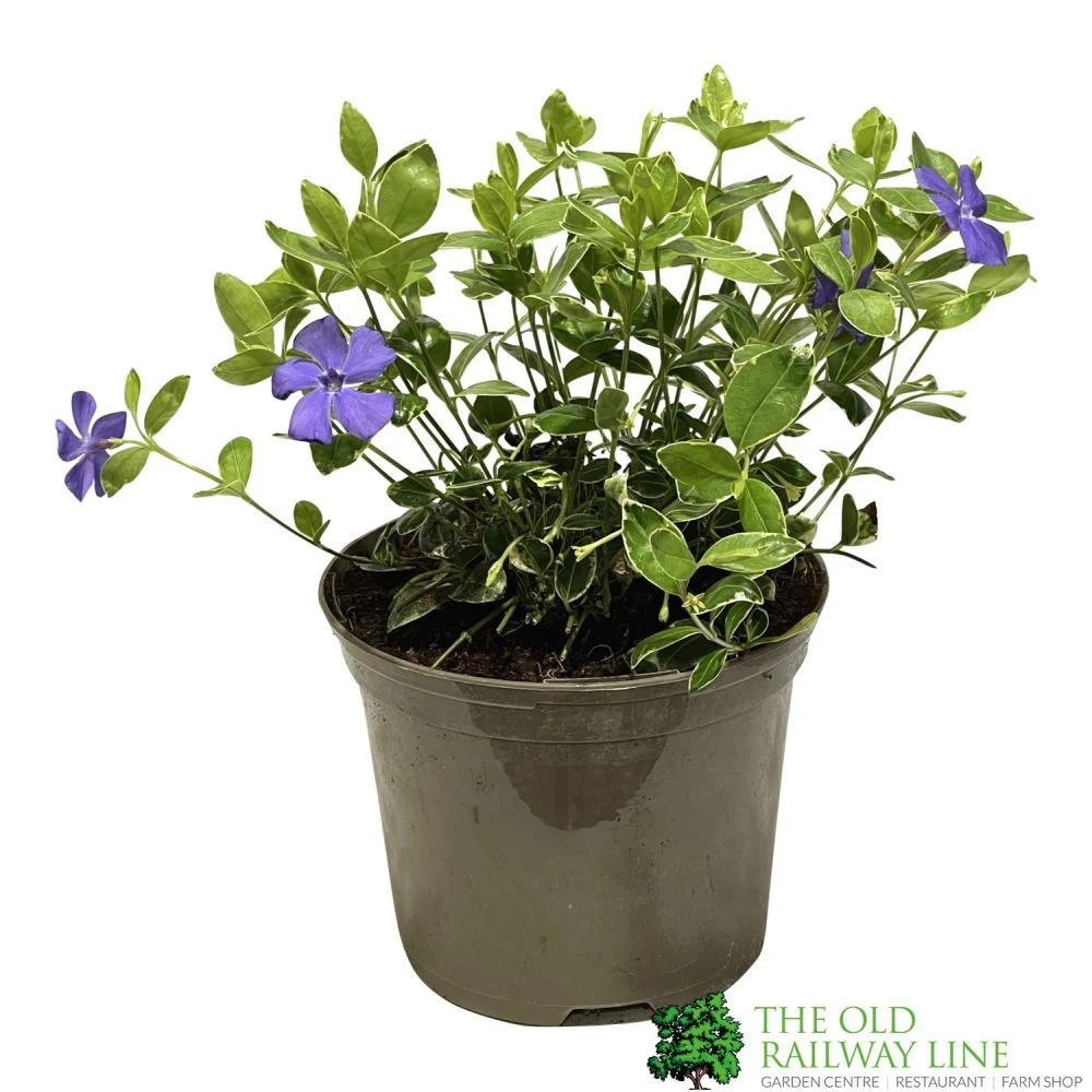 Vinca Minor 'Ralph Shugart' Plant 2Ltr Pot 3 Vinca Minor 'Ralph Shugart' Plant 2Ltr Pot