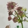 Astrantia 'Star Of Beauty' 2Ltr Pot