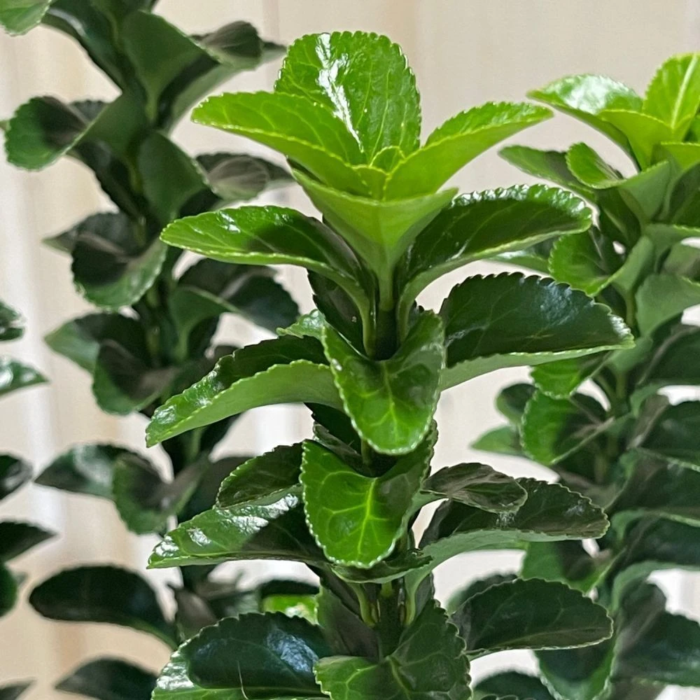 Euonymus Japonicus 'Green Rocket' 3Ltr Pot (NL) 4 Euonymus Japonicus 'Green Rocket' 3Ltr Pot (NL) - Image 2