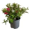 Weigela 'All Summer Red' Plant 3Ltr Pot -Cheap Shrub And Spray Store 5050704374100