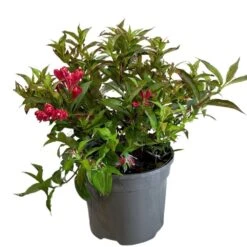 Weigela 'All Summer Red' Plant 3Ltr Pot
