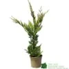 Cupressus 'Excalibur Gold' Conifer 3Ltr Pot -Cheap Shrub And Spray Store 5050704420210 c0ec8803 f0f5 4b90 8fc7 c596ad17406a
