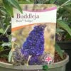 Buddleja Buzz 'Indigo' Plant 3Ltr Pot -Cheap Shrub And Spray Store 5050704428308