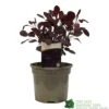 Cotinus 'Lilla' Smoke Bush 3Ltr Pot -Cheap Shrub And Spray Store 5050704486568 52a2b756 8831 4e1e b286 991d8fe6385f