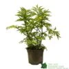 Sambucus Nigra 'Golden Tower' Elder Tree 3Ltr Pot -Cheap Shrub And Spray Store 5050704583229