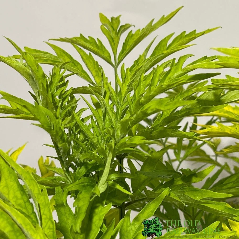 Sambucus Nigra 'Golden Tower' Elder Tree 3Ltr Pot 4 Sambucus Nigra 'Golden Tower' Elder Tree 3Ltr Pot - Image 2