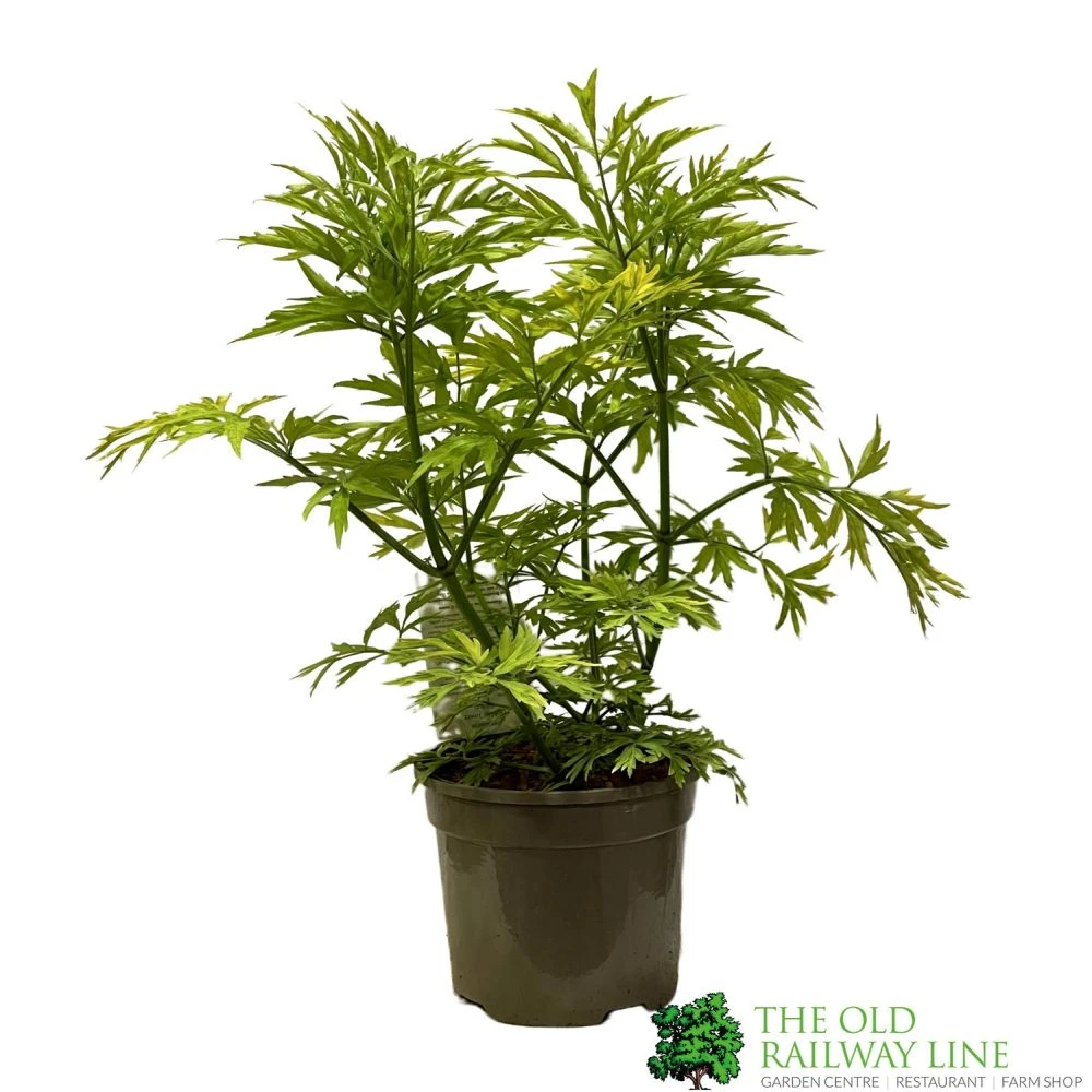 Sambucus Nigra 'Golden Tower' Elder Tree 3Ltr Pot 3 Sambucus Nigra 'Golden Tower' Elder Tree 3Ltr Pot