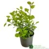 Cotinus Coggygria 'Golden Spirit' 3Ltr Pot -Cheap Shrub And Spray Store 5050704603385