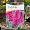 Buddleja 'Prince Charming' 5Ltr Pot -Cheap Shrub And Spray Store 5050704604511
