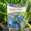 Agapanthus 'Pitchoune Blue' Plant 2Ltr Pot -Cheap Shrub And Spray Store 5050704604788 26ea92d2 5d2b 48da b063 10784f78180a