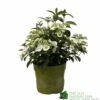 Hydrangea 'Runaway Bride' Plant 3Ltr Pot -Cheap Shrub And Spray Store 5050704637069 90834b77 23de 4095 8358 3af3053ca686