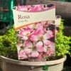 Pink Ground Cover Rose 'Rosa Cutie Pie' 3Ltr Pot -Cheap Shrub And Spray Store 5050704637588