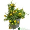 Clematis 'Little Lemons' Climber 3Ltr Pot 2 Clematis 'Little Lemons' Climber 3Ltr Pot -Cheap Shrub And Spray Store 5050704637878 b89a66c5 4c98 4906 a22f 8d51c189bfda