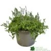 Parahebe 'Blue Form' 3Ltr Pot -Cheap Shrub And Spray Store 5050704638257 cd8707d1 3dc0 4c03 8b3c b542c8f0cd74