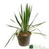 Yucca Filamentosa 'Bright Edget' 3Ltr Pot 1 Yucca Filamentosa 'Bright Edget' 3Ltr Pot -Cheap Shrub And Spray Store 5050704639667 6447b7f4 5202 4227 9495 149920b15b6e