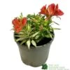 Alstroemeria 'Little Miss Zoe' Peruvian Lily -Cheap Shrub And Spray Store 5050704640373